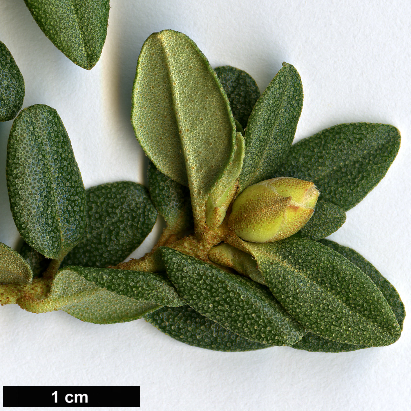 High resolution image: Family: Ericaceae - Genus: Rhododendron - Taxon: aff. tsaii 